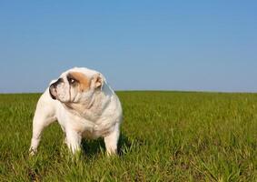 An English bulldog photo