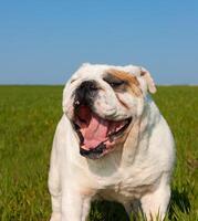 An English bulldog photo