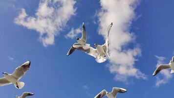 rebaño de gaviotas volador en azul cielo de cerca y lento movimiento humano mano alimentación imágenes. video