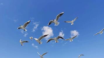 flock av seagulls flygande i blå himmel i närbild och långsam rörelse antal fot. video