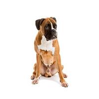 Fawn -colored Boxer photo