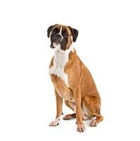 Fawn -colored Boxer photo