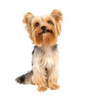 Yorkshire terrier on white photo
