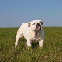 An English bulldog photo