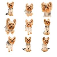 Yorkshire terrier on white photo