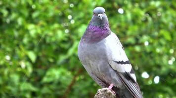 ciudad Paloma encaramado en un árbol rama mirando a el cámara imágenes. video