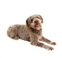 Lagotto romagnolo on white photo