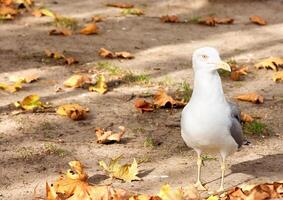 Herring sea gull photo