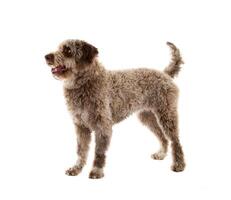 Lagotto romagnolo on white photo