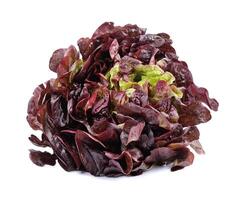 Red lettuce salad isolated photo