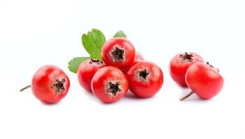 Hawthorn fruits on white backgrounds photo