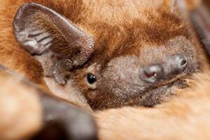 Bat close up photo
