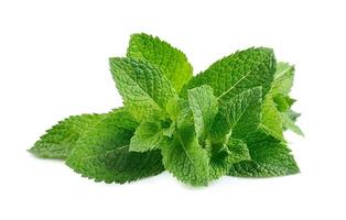 Mint leaves isolated on white backgrounds photo