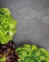 Salad lettuce on black backgrounds. photo