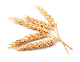 Wheat on white backgrounds photo