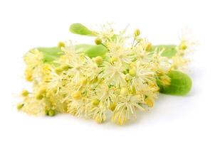 Linden flowers on white backgrounds photo