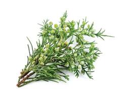Branch of thuja isolated on white backgrounds. Healthy food photo