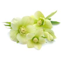 Hellebore flowers on white backgrounds photo