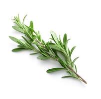 AI generated Twig of rosemary herbs photo