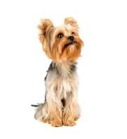 yorkshire terrier en blanco foto