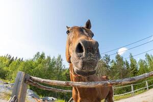 Racecourse concept. Modern animal livestock. Brown horse stallions in stall relaxing in training corral, farm countryside background. Horse in paddock corral outdoor. Horse in natural eco farm photo