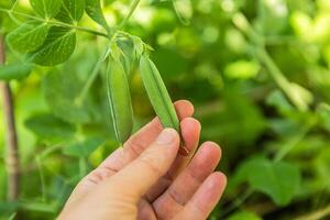 Gardening and agriculture concept. Female farm worker hand harvesting green fresh ripe organic peas on branch in garden. Vegan vegetarian home grown food production. Woman picking pea pods photo
