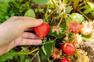 Gardening and agriculture concept. Woman farm worker hand harvesting red ripe strawberry in garden. Woman picking strawberries berry fruit in field farm. Eco healthy organic home grown food concept photo