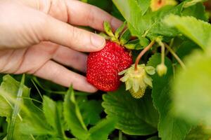 Gardening and agriculture concept. Woman farm worker hand harvesting red ripe strawberry in garden. Woman picking strawberries berry fruit in field farm. Eco healthy organic home grown food concept photo