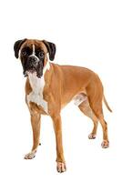 Fawn- colored Boxer photo