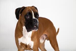 Fawn -colored Boxer photo