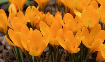 Crocus, flowers of the spring photo