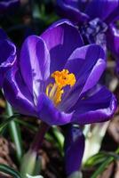 Crocus, flowers of the spring photo