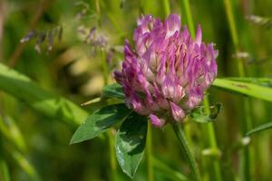 Red clover, Trifolium pratense photo