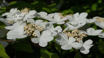 Japanese snowball, Viburnum plicatum photo