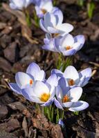 azafrán, flores de la primavera foto