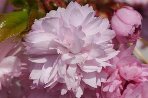 Kiku-shidare-zakura, Prunus serrulata photo