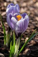 Crocus, flowers of the spring photo