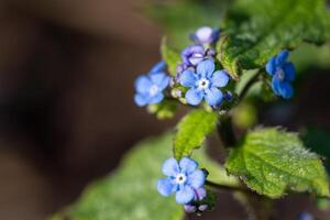 bugloss siberiano, brunnera macrophylla foto