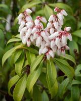 Japanese andromeda, Pieris japonica photo