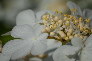 bola de nieve japonesa, viburnum plicatum foto