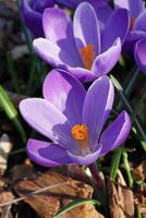 Crocus, flowers of the spring photo