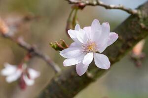 Higan cherry, Prunus subhirtella photo