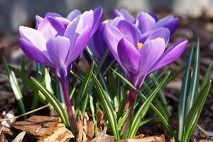 Crocus, flowers of the spring photo