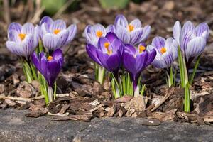 Crocus, flowers of the spring photo