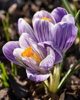 Crocus, flowers of the spring photo