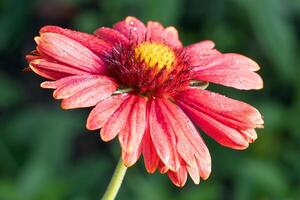 cobija flor, gaillardia grandiflora foto