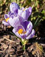 azafrán, flores de la primavera foto