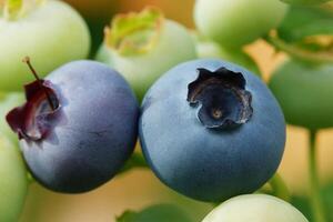 Blueberry, Vaccinium myrtillus photo