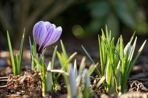 Crocus, flowers of the spring photo