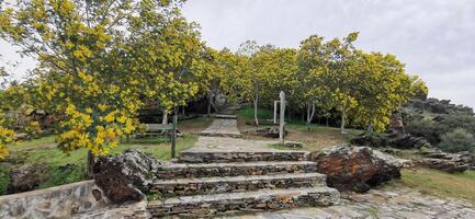 Details of acacia trees with yellow flowers on the slopes of the Douro River, in northeastern Portugal. Wonderful travel and nature. photo